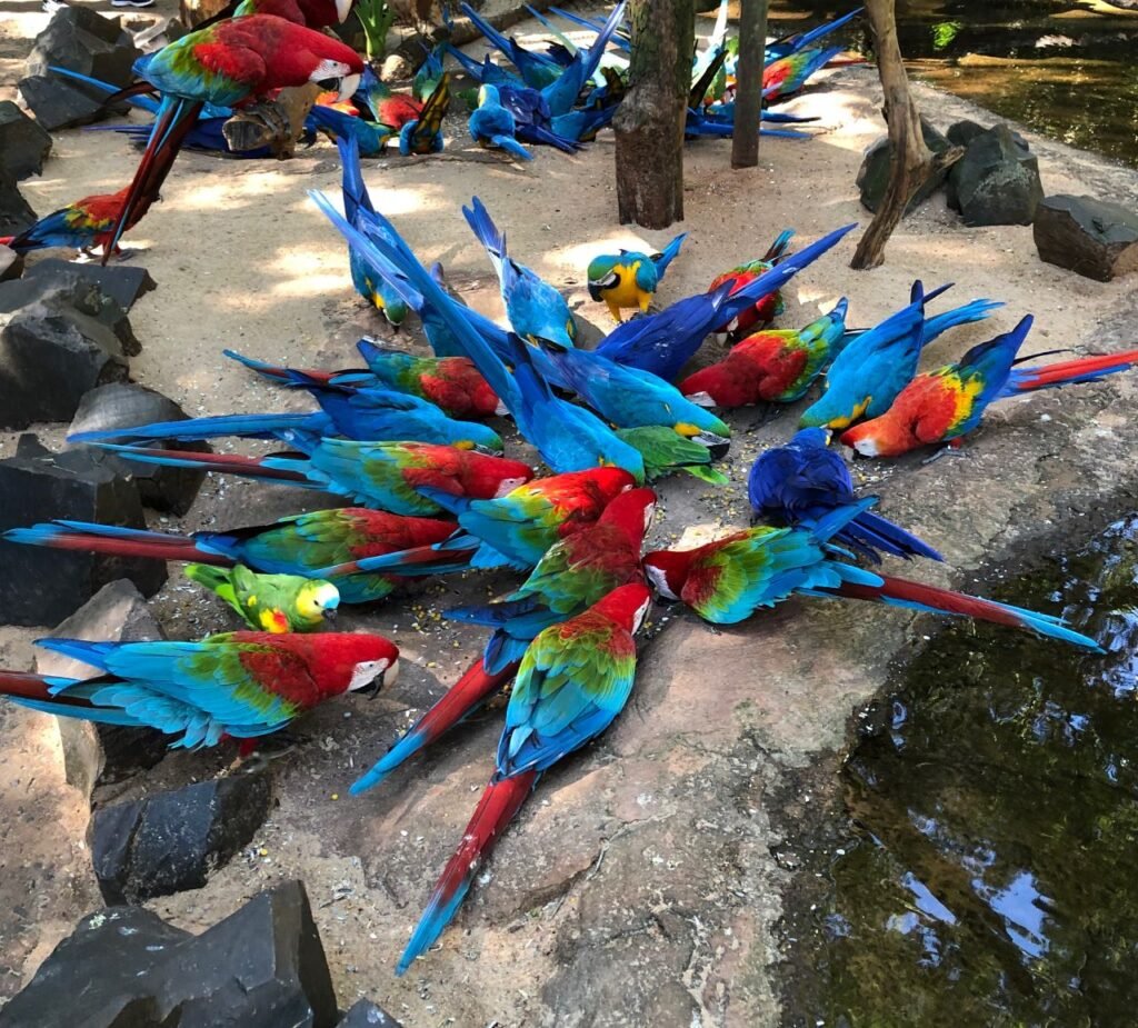 Parque das Aves espera receber 16 mil visitantes no feriadão de Corpus Christi
