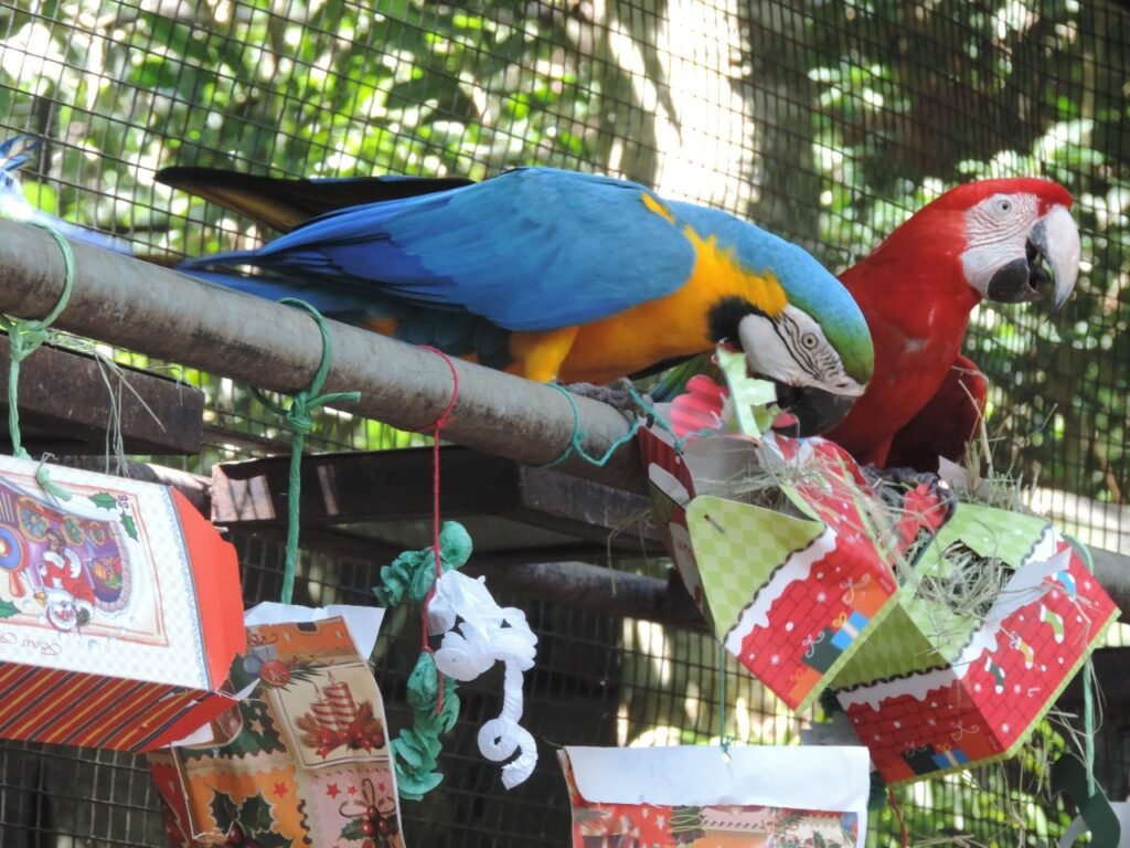 O enriquecimento ambiental é essencial para o bem-estar físico e mental das aves sob cuidados humanos. 