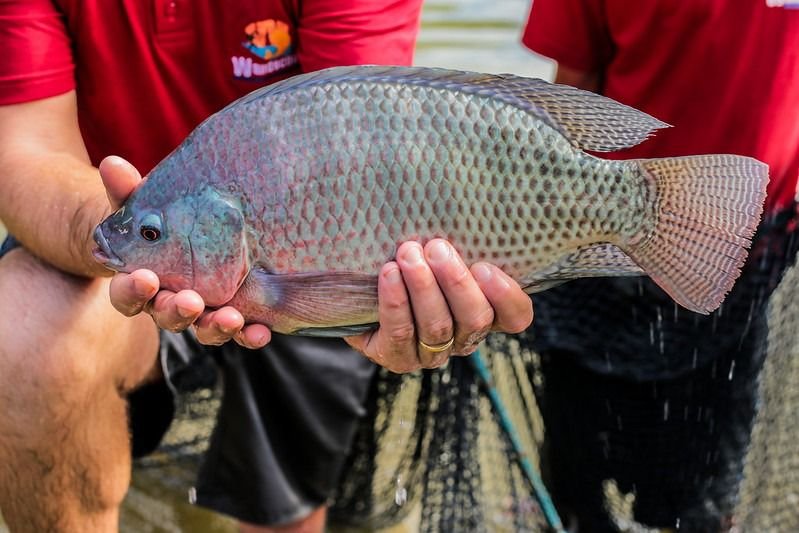 Feira do Peixe de Foz do Iguaçu começa na próxima terça-feira (04)