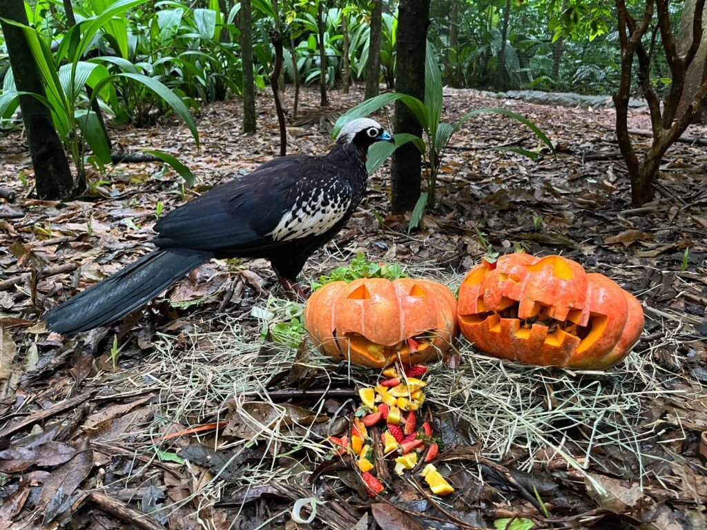 Parque das Aves celebra Halloween das Aves com programação especial no dia 31 de outubro